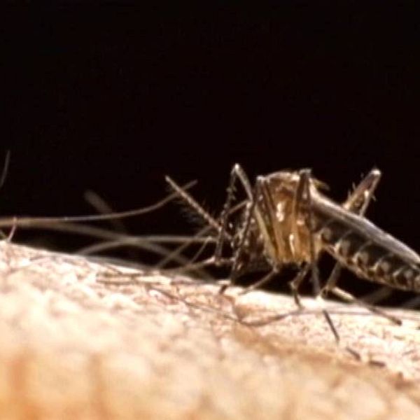 Övertorneå har lagt ner försöken på att få döda myggen med gift.