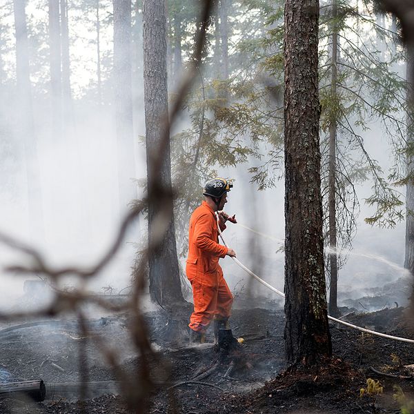 Brandman bekämpar skogsbranden i Sala i Västmanland.