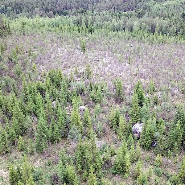 Älgskadad skog i Styrnäs