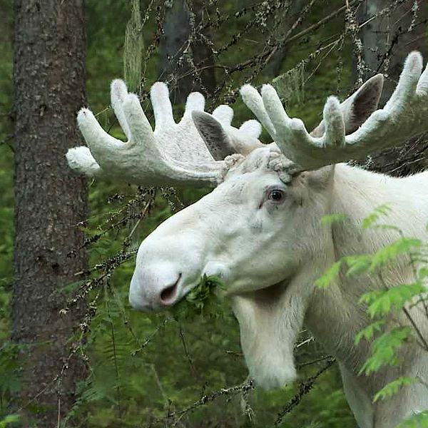 Sedan i vintras är det ingen som har sett till Ferdinand