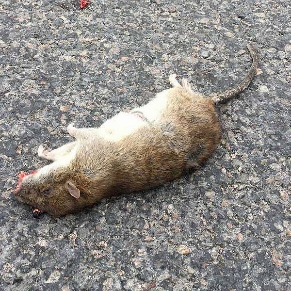 Död råtta i Johannedal utanför Sundsvall.