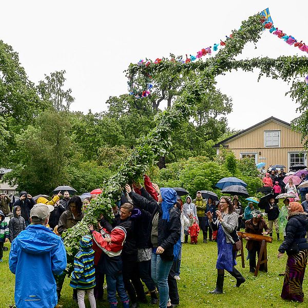 Människor i regnkläder reser en midsommarstång.