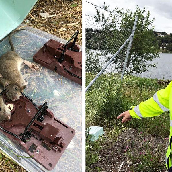 Benny Sagmo, Sundsvalls kommun visar en råttfälla som ställts ut samt en närbild på två råttor som fångats i en fälla.