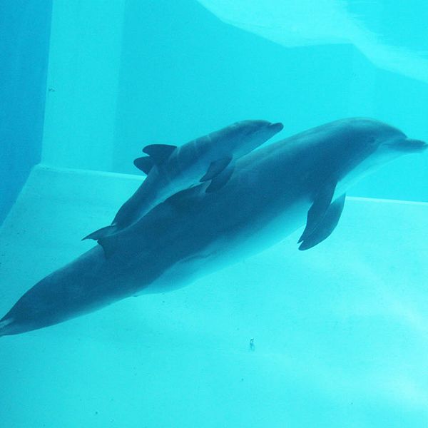 alana nyfödd delfin kalv flasknosdelfin kolmården