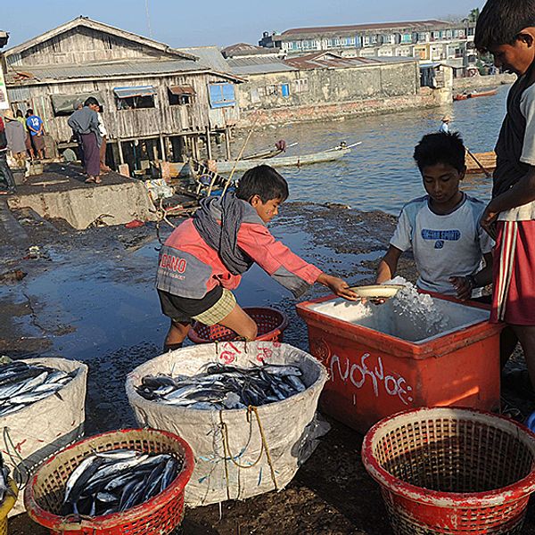 Unga män vid Sittwe-marknaden i Rakhine, Burma. Här lever många från den utsatta folkgruppen rohingya.