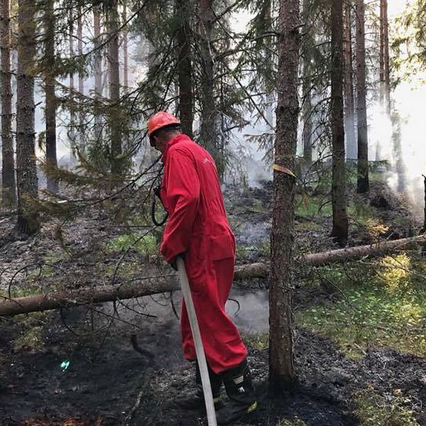 Brandmän bekämpar en skogsbrand i Öje