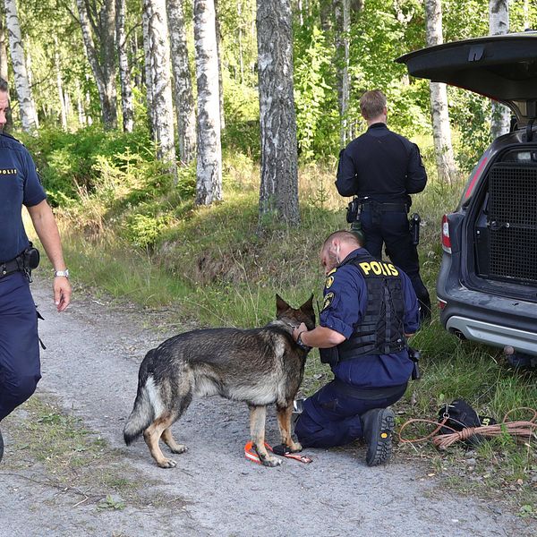 Polishund som letar efter mannen.