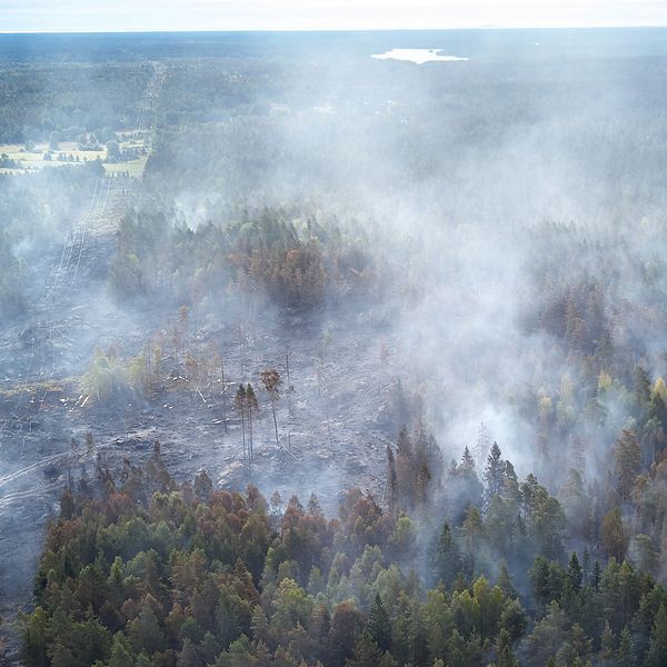 Bild på en skog i Oskarshamn där delar har brunnit ner