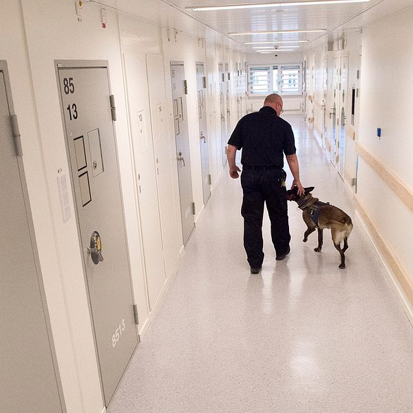 Kriminalvårdspersonal går med sökhund längs korridorerna på Kronobergshäktet.