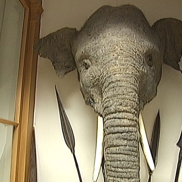 Elefanthuvud på Biologiska museet