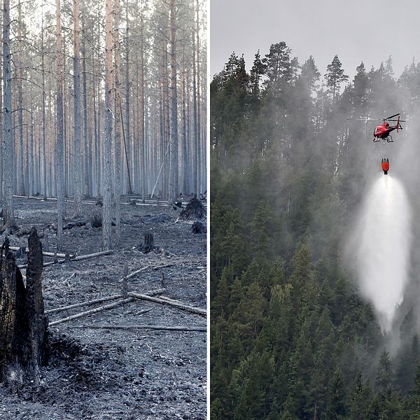 Två bilder, en från skogen kring Ängra, och en bild på en helikopter som hämtar vatten i sjön Grötingen.