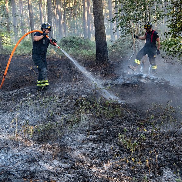 Bränd skog, aska på marken, två brandmän går och sprutar vatten över glöd.