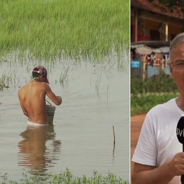 En bild till vänster på bönder i Kambodja som arbetar. Till höger en bild på Claes JB Löfgren utanför plantagen.