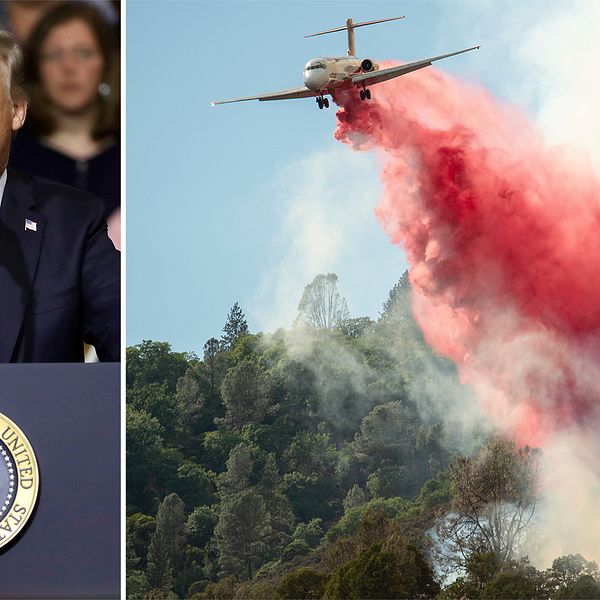 Splitbild. Till vänster Donald Trump som håller ett tal, bild två ett flygplan som vattenbombar.