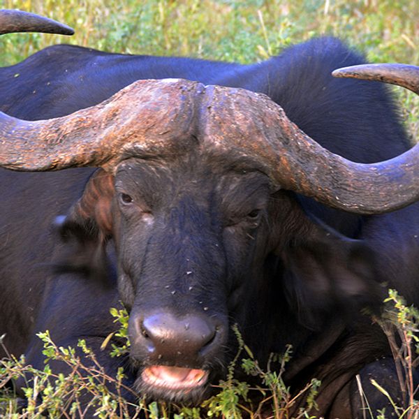 Fler prover från kött som uppgets vara oxfilé visar sig vara buffelkött.