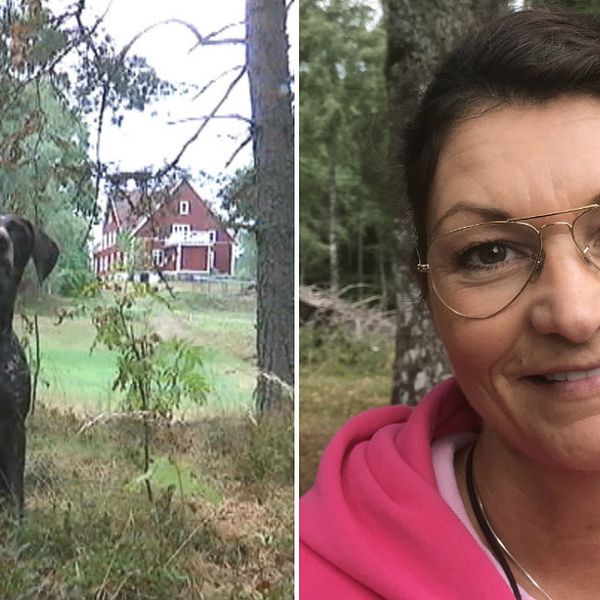 dubbelbild: hund sittande i skogsbryn med röd stuga i bakgrunden / porträtt på kvinna med glasögon och rosa hoodie