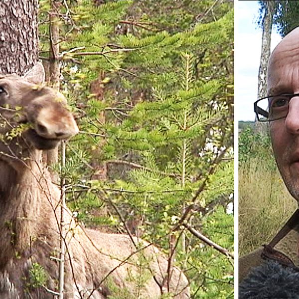 Jaktvårdskonsulent Gunnar Glöersen tror att sommartorkan kan ge långsiktiga effekter på älgstammen