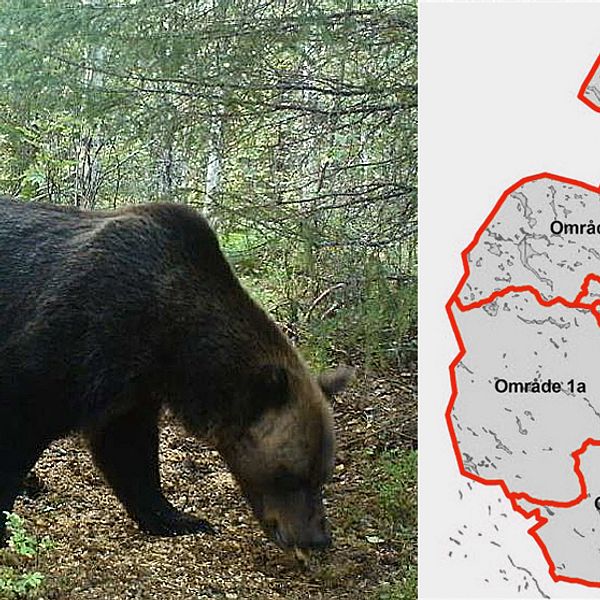 en björn vid åtel, och en grafik-karta