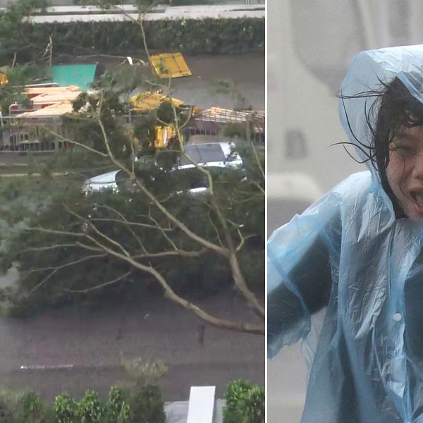 En kvinna som flyr vindarna i Hong Kong när orkanen drog in över staden under söndagskvällen. Till vänster träd som fallit över bilar i samma stad.