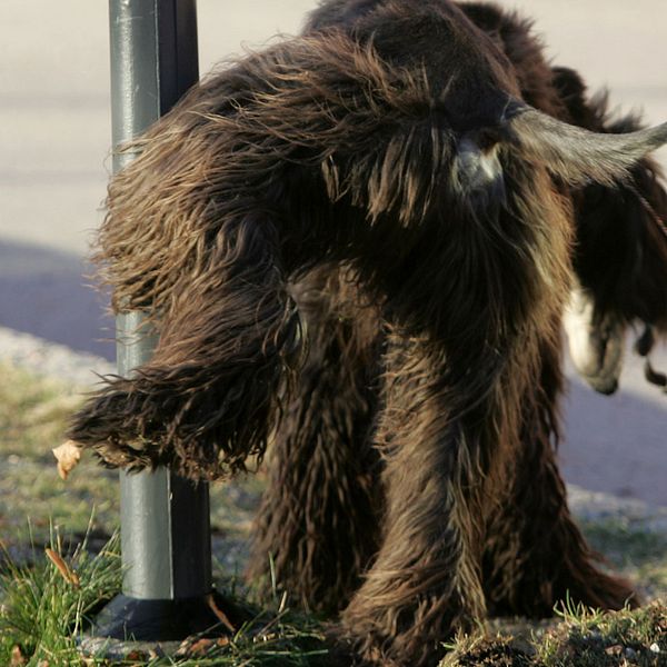 En afghanhund kissar på en lyktstolpe.