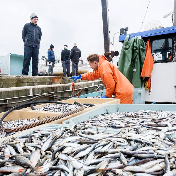 fiskebåt, behålalre med små fiskare, personer som arbetar