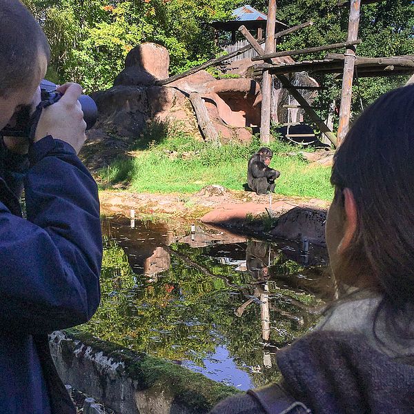 Forskaren Tomas Persson fotograferar en schimpans tillsammans med sin kollega Gabriela-Alina Sauciuc.