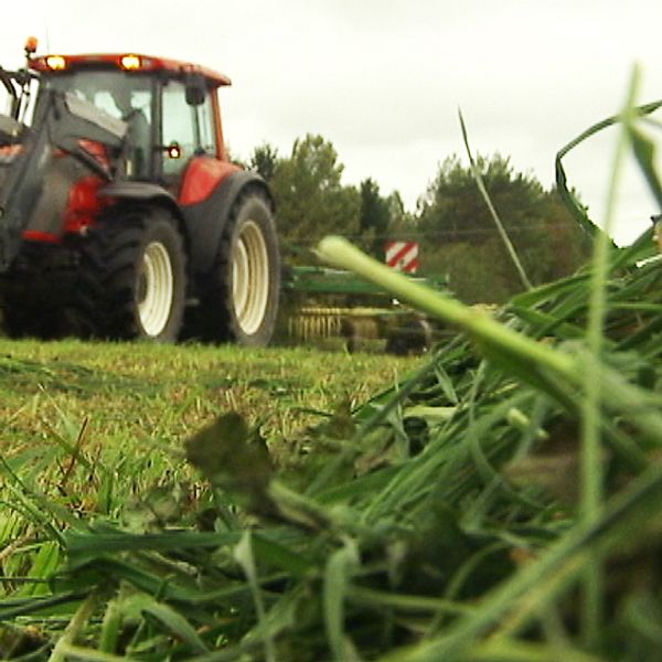 Just nu är det många lantbrukare i Värmland som pressar gräset från årets sista skörd