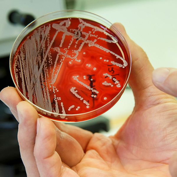 Antibiotikaresistenta bakterier