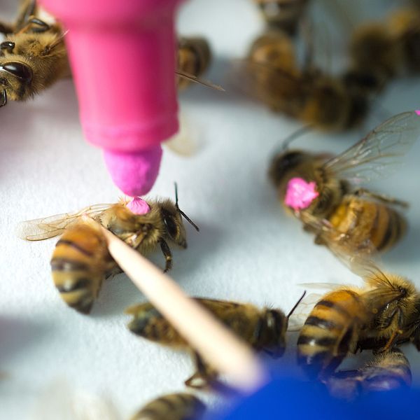 Forskarna i Austin märkte bin som utsatts för glyfosat med färg för att kunna se hur växtskyddsmedlet  påverkat deras immunförsvar.