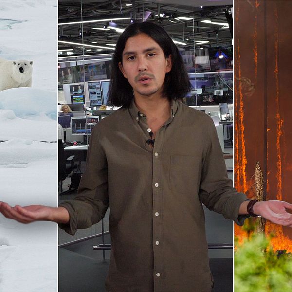 Isbjörn i arktis och brinnande skog i USA, med SVT:s reporter Aldo Sartori i mitten