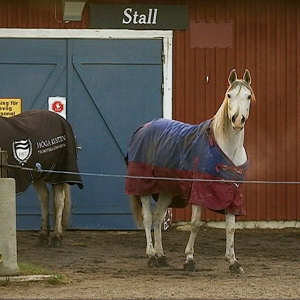 Två vita hästar väntar på stallbacken på att få komma in i stallet.