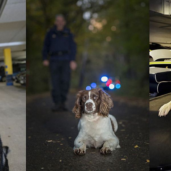 Årets polishundar 2018 är schäfern Cross, springer spanieln Ben och labradoren Ace.