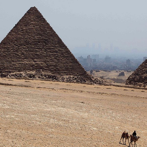 Kameler framför pyramid i Egypten.