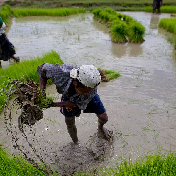 Två risodlare flyttar risplantor i vattenfyllt risfält