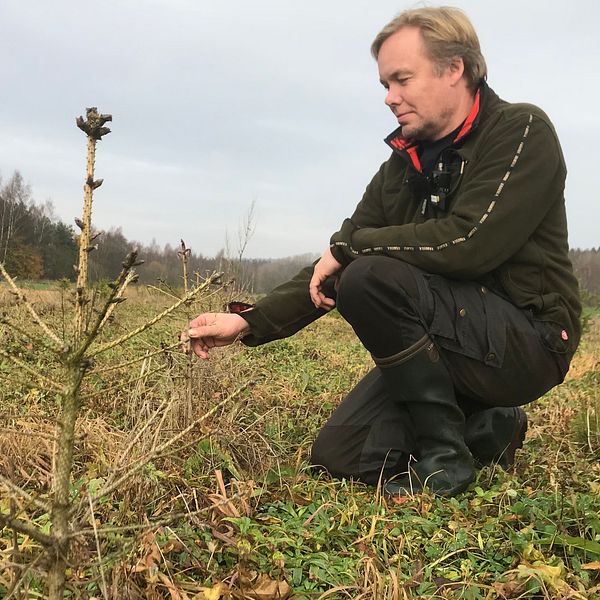 Roger Bengtsson inspekterar en av sina många döda rödgranar.