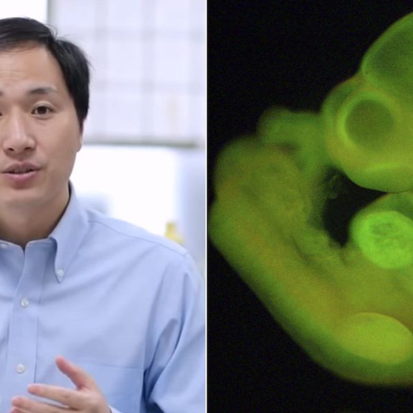 Den kinesiska forskaren He Jiankuis och en bild på ett embryo.