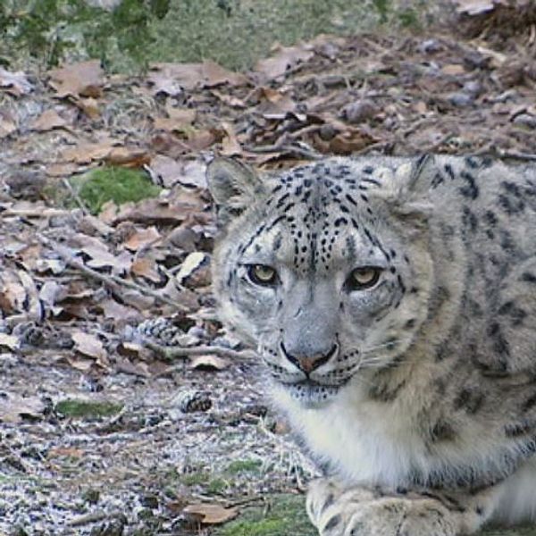 Snöleoparderna kan snart inte leva i sina vanliga områden om värmen fortsätter öka.