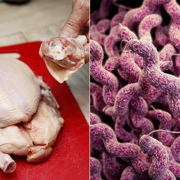 Kyckling och resistent campylobacter