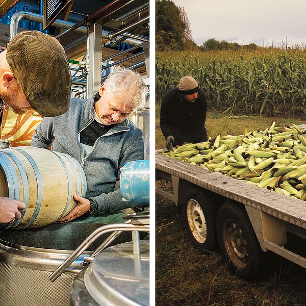 Destilleriägaren Jonas Larsson och produktionschefen Peter Hertzman förbereder buteljering av bourbon som kommer från majs odlad i Järvsö.