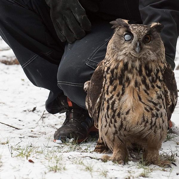 Den ögonskadade berguven togs om hand av Stockholms vildfågel rehab och har släppts i naturen.