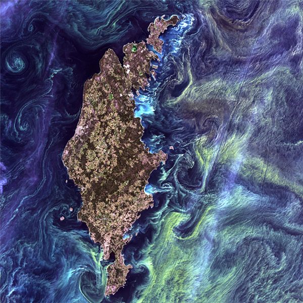 När rymdforskningsorganisationen Nasa bad allmänheten rösta fram den vackraste satellitbilden, var det Gotland som tog hem förstaplatsen. På Nasa jämför man de algblomstkoncentrerade havsvirvlarna runt den gotländska kusten med Van Gogh-målningen Starry Night.