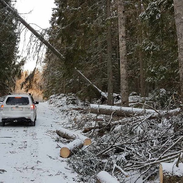 Träd som fallit över en väg i skogen efter stormen Alfrida.