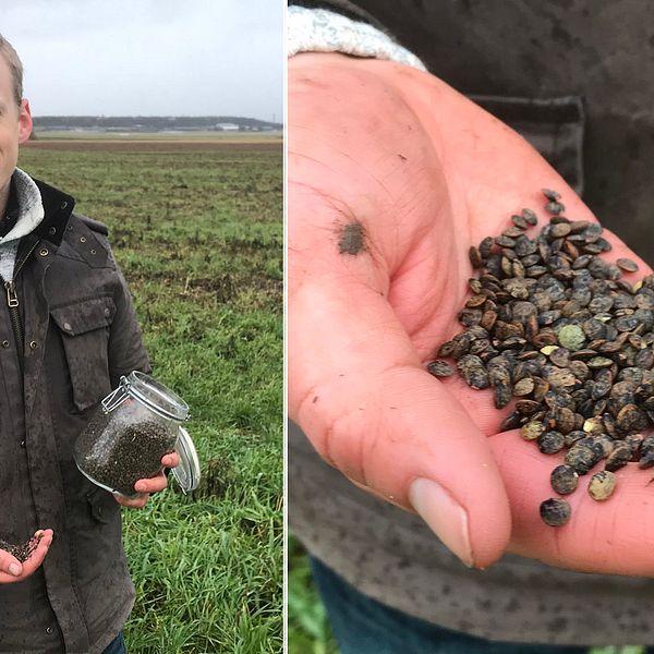 Philip Hedeng är lantbrukare i Halmstad kommun. I vår blir första gången han odlar linser.