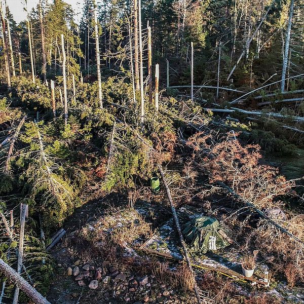 Fallna träd efter Alfrida.