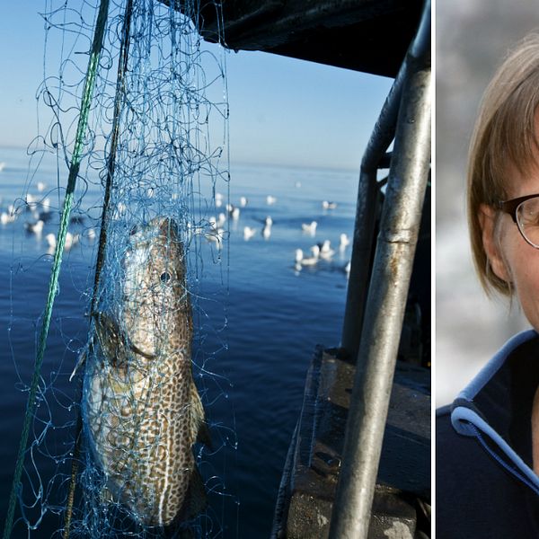 Bild av torsk och bild av Johanna Mattila, forskare.