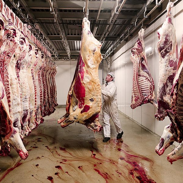 Det gäller samma regler för besiktning och kontroll av kött i alla EU-länder. Arkivbild.