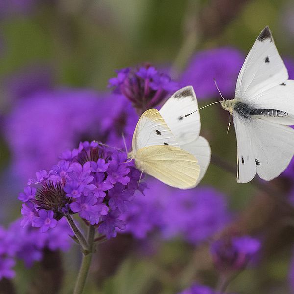 Fjärilar är bland de insekter som minskar mest i världen, enligt en ny forskningsrapport.