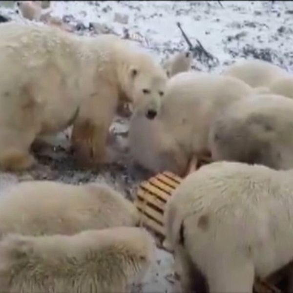 Irbjörnar som invaderat ryska staden Belusja Guba.