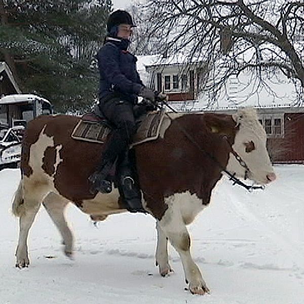 Frida Olofsson rider på oxen Skalman