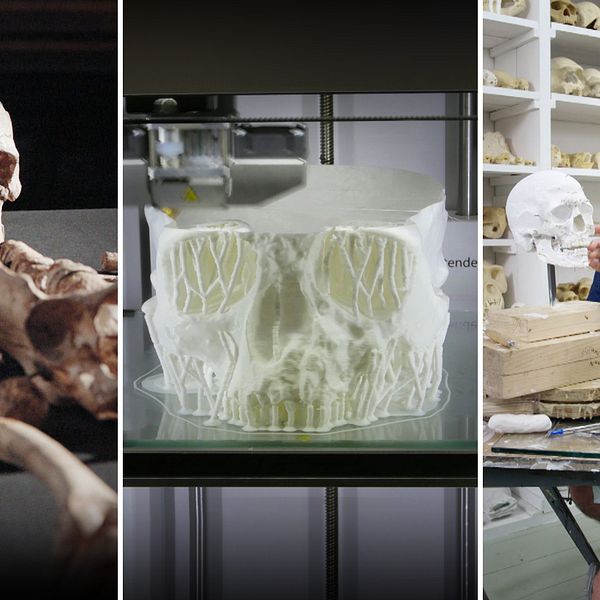 Tre bilder. En med Cheddarmannen, ett 10 000 år gammalt skelett. Andra bilden är Cheddarmannens skalle skapad med hjälp av en 3D-printer. Sista bilden visar två konstnärer som borrar i den 3D-skapade skallen i sitt arbete för att skapa ett ansikte som ska beskriva hur Cheddarmannen såg ut i verkligheten, för 10 000 år sedan.